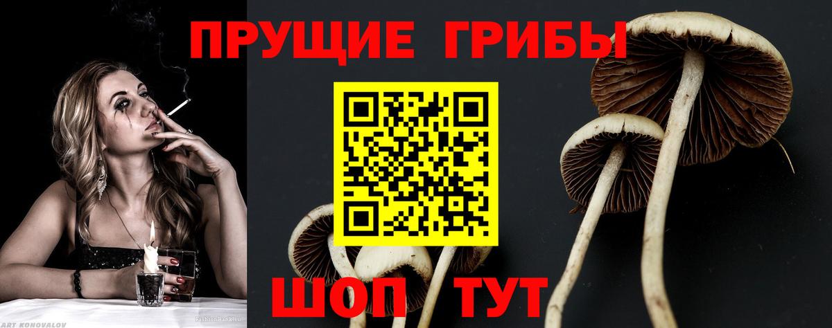 Псилоцибиновые грибы мицелий Курчатов